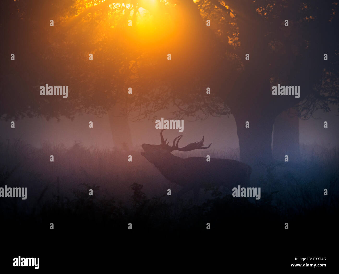 Rothirsch (Cervus Elaphus) Hirsch in der Brunft auf einer nebligen Morgendämmerung in Richmond Park National Nature Reserve London Oktober Stockfoto