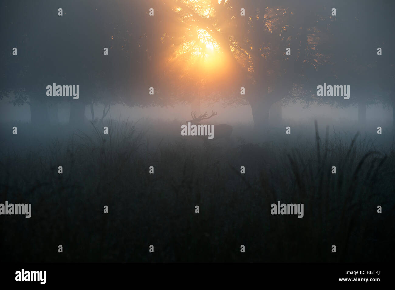 Rothirsch (Cervus Elaphus) Hirsch in der Brunft auf einer nebligen Morgendämmerung in Richmond Park National Nature Reserve London Oktober Stockfoto