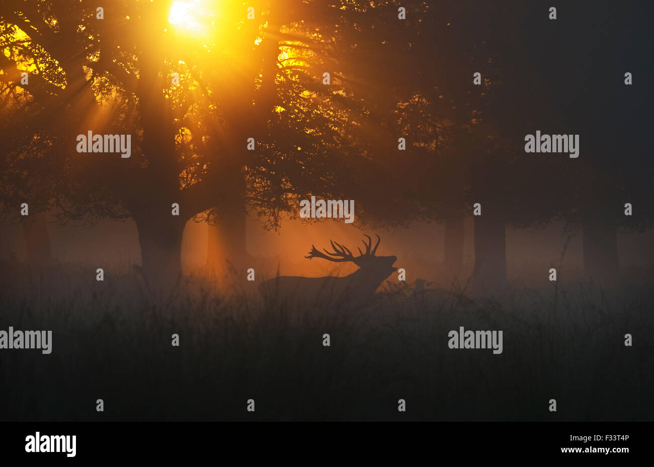 Rothirsch (Cervus Elaphus) Hirsch in der Brunft auf einer nebligen Morgendämmerung in Richmond Park National Nature Reserve London Oktober Stockfoto