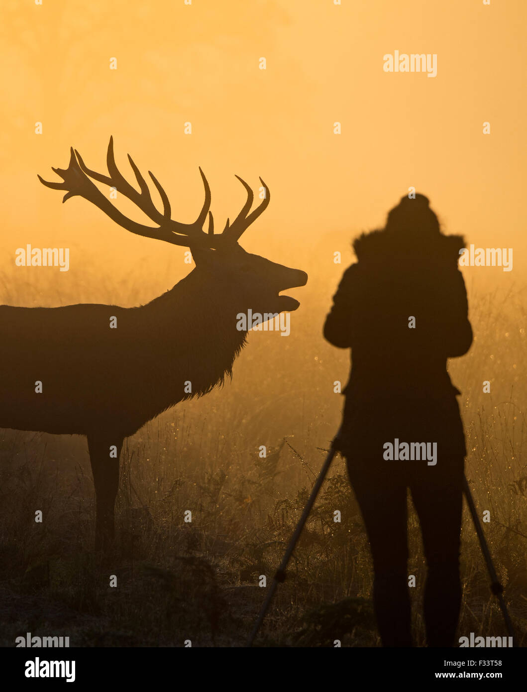 Rothirsch (Cervus Elaphus) Hirsch auf einer nebligen Morgendämmerung in Richmond Park National Nature Reserve London Oktober während der Brunft zu fotografieren Stockfoto