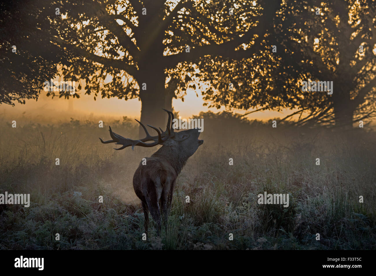 Rothirsch (Cervus Elaphus) Hirsch in der Brunft auf einer nebligen Morgendämmerung in Richmond Park National Nature Reserve London Oktober Stockfoto