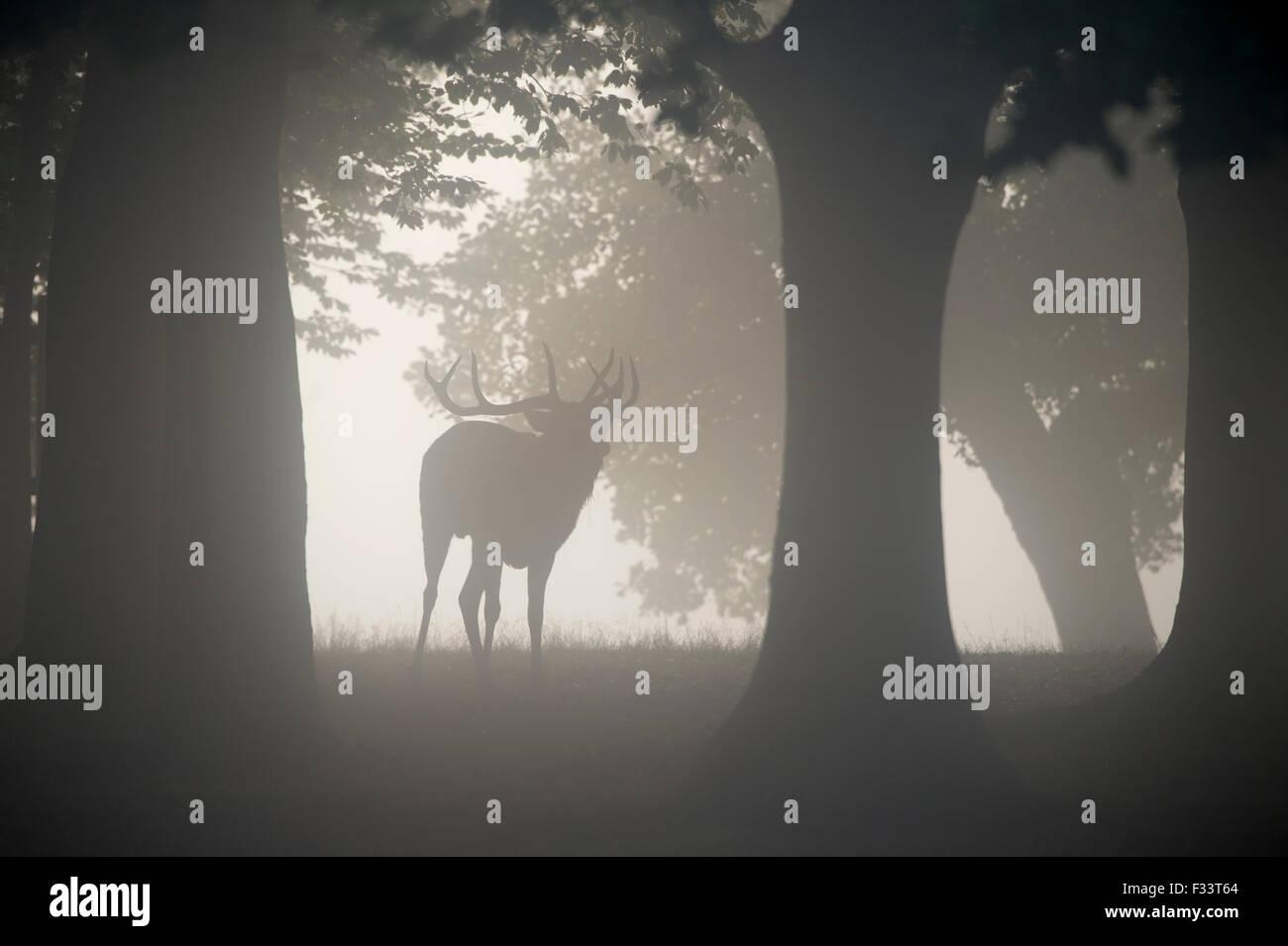 Rothirsch Cervus Elaphus auf einer nebligen Morgendämmerung während der Brunft Richmond Park in London Herbst Stockfoto