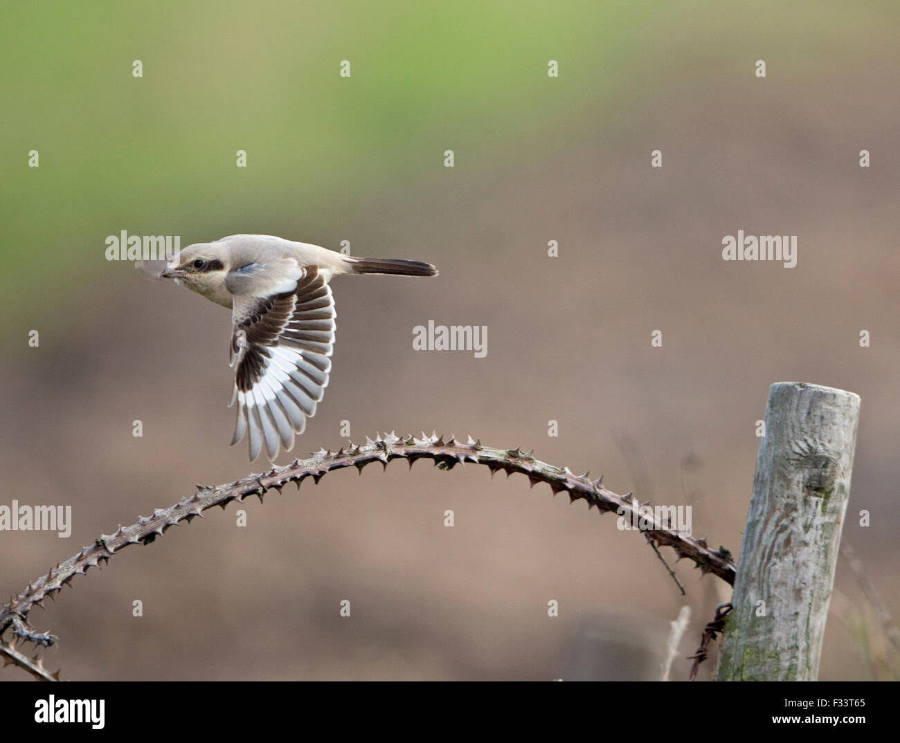 Steppe Grey Würger (Lanius Meridionalis Pallidirostris) 1. Winter Burnham Norton Norfolk Okt 14 Stockfoto