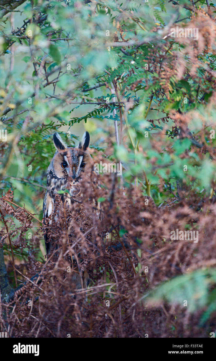 Long-eared Eule Asio Otus Migrant Walsey Hills Norfolk September Stockfoto