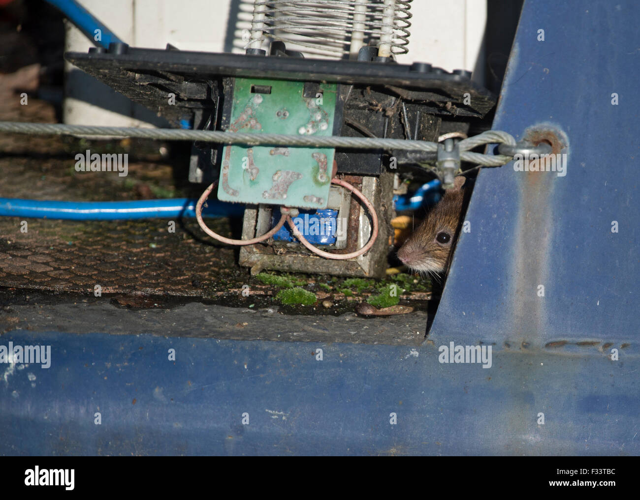 Braune Ratte Rattus Norvegicus Thetford Norfolk Stockfoto