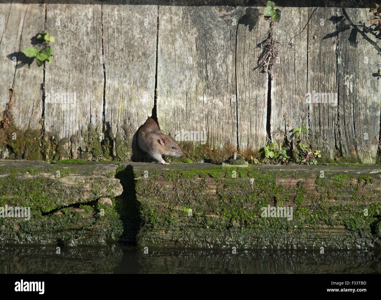 Braune Ratte Rattus Norvegicus Thetford Norfolk Stockfoto
