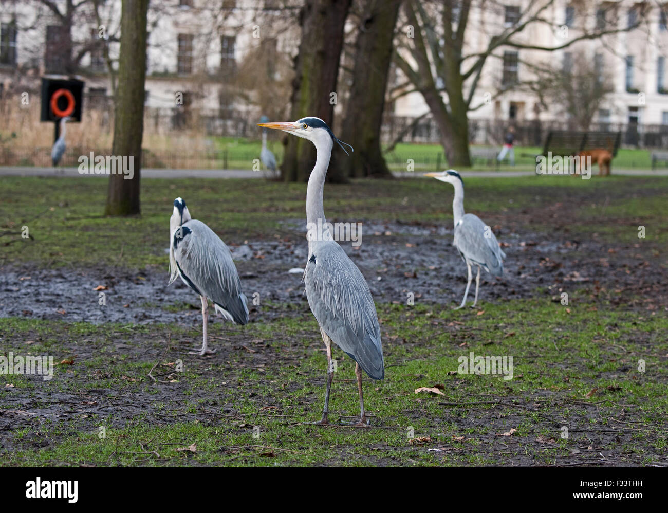 Grey Heron Ardea Cinerea im Regents Park Central London UK Stockfoto