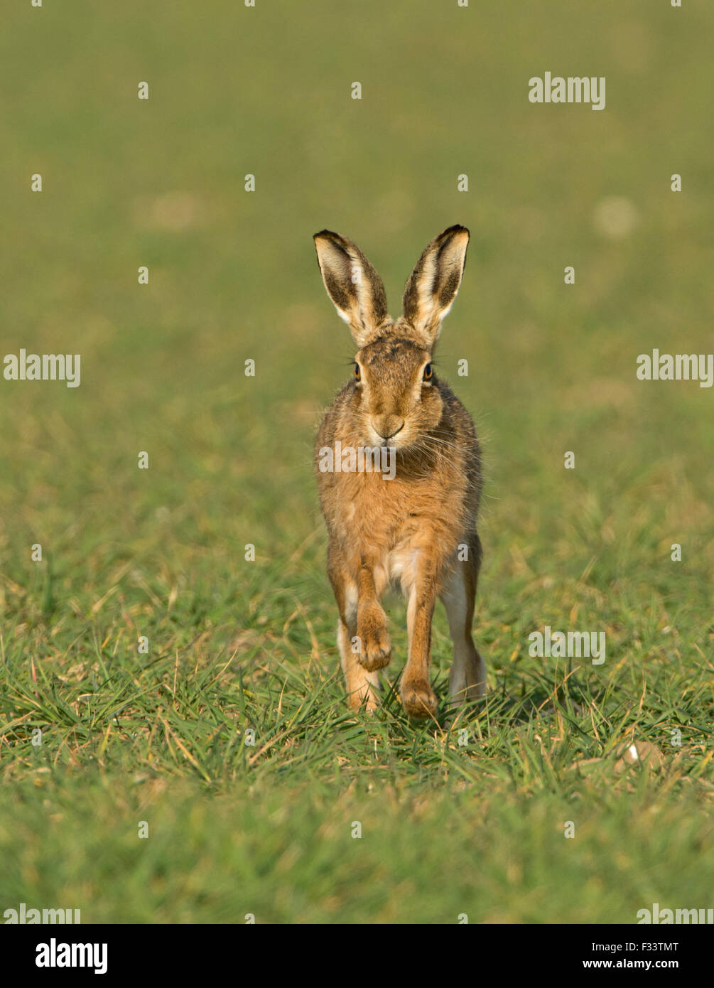 Braun Feldhase Lepus Europaeus in Winterweizen Field Norfolk UK März Stockfoto
