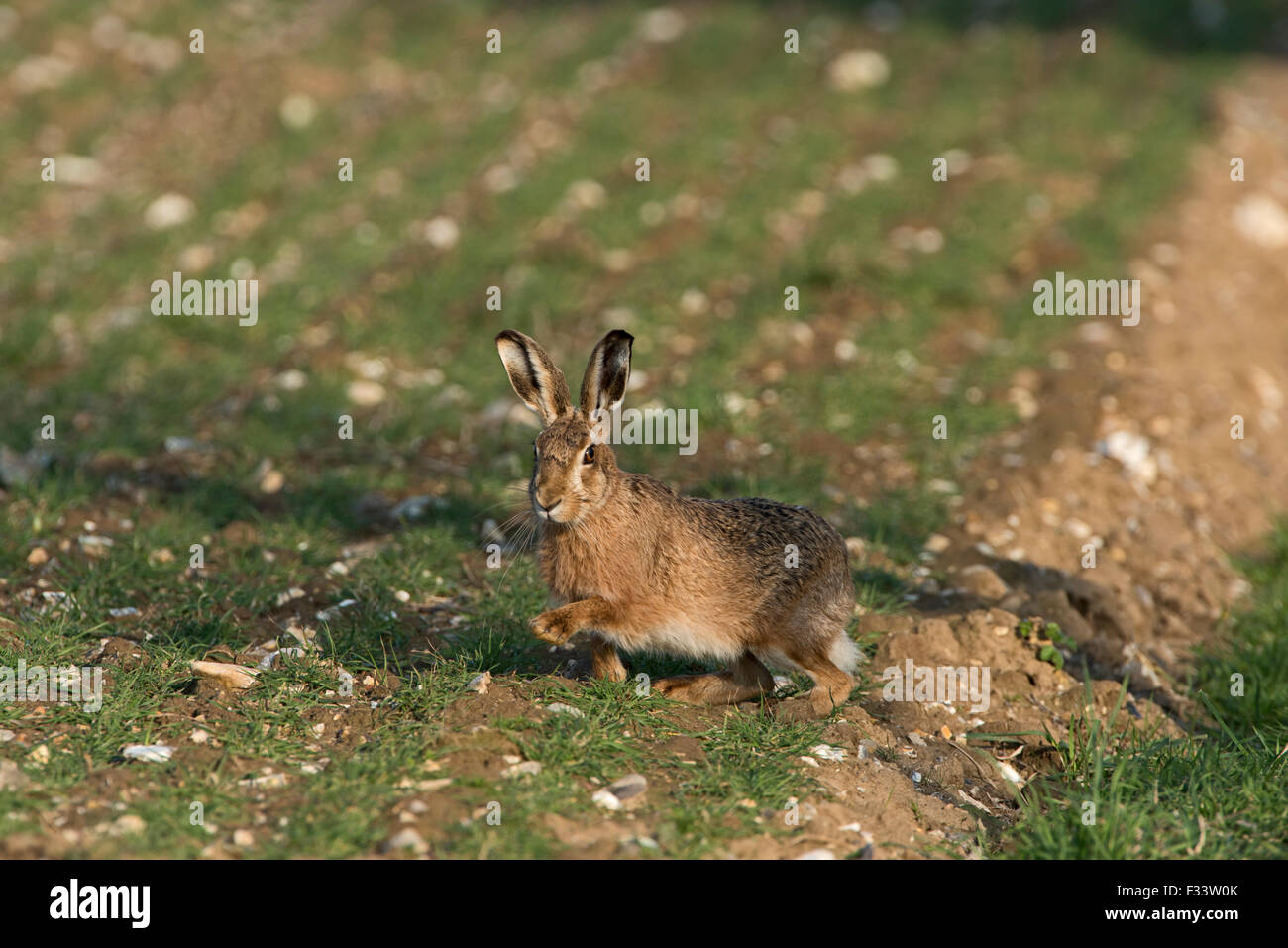 Braun Feldhase Lepus Europaeus im Winter Norfolk UK März Stockfoto