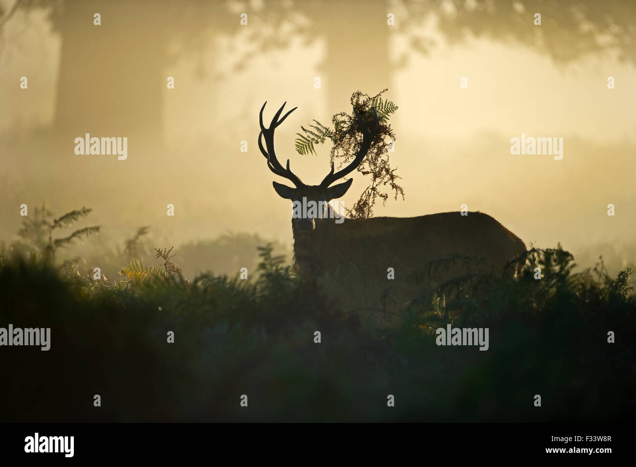 Rothirsch Cervus Elaphus in der Morgendämmerung Richmond Park in London September Stockfoto