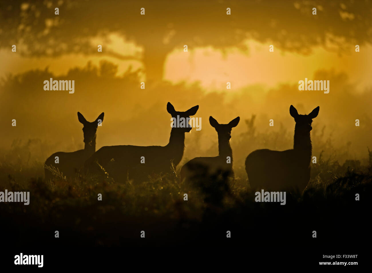Rothirsch Cervus Elaphus in der Morgendämmerung Richmond Park in London September Stockfoto