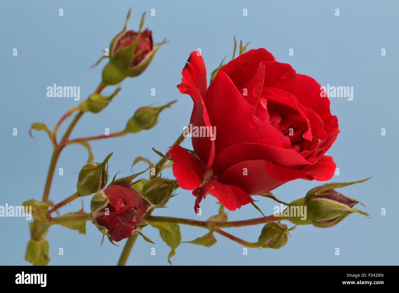 Rote rose, Rose, rot, Blume, Rosebud, Stockfoto