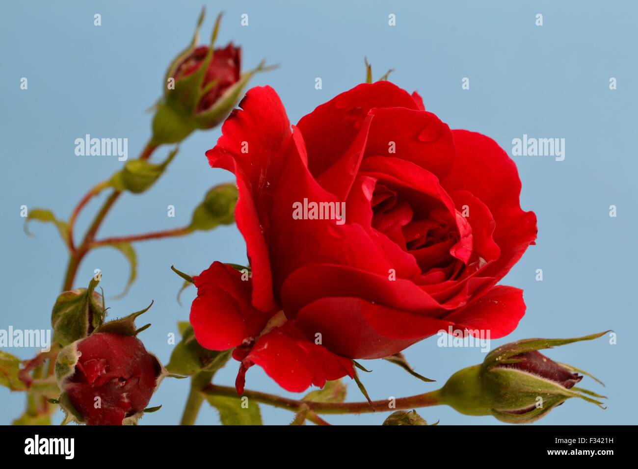 Rote Rosen Stockfoto