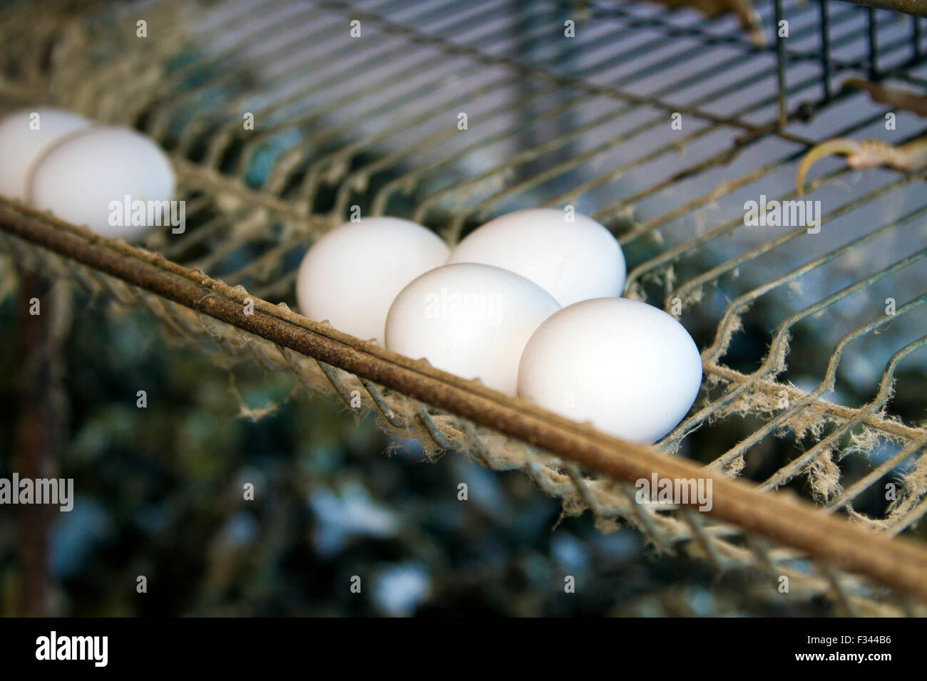 Gruppe von Eiern auf Eisen-Maschendraht Stockfoto