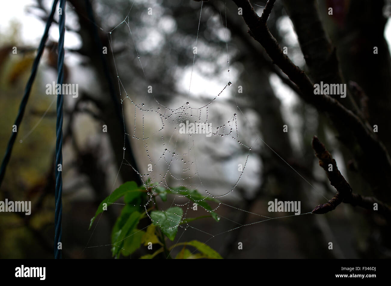 Zerfetzt, gebrochen Spider Web hängen an Bäumen und grünen Blättern Stockfoto
