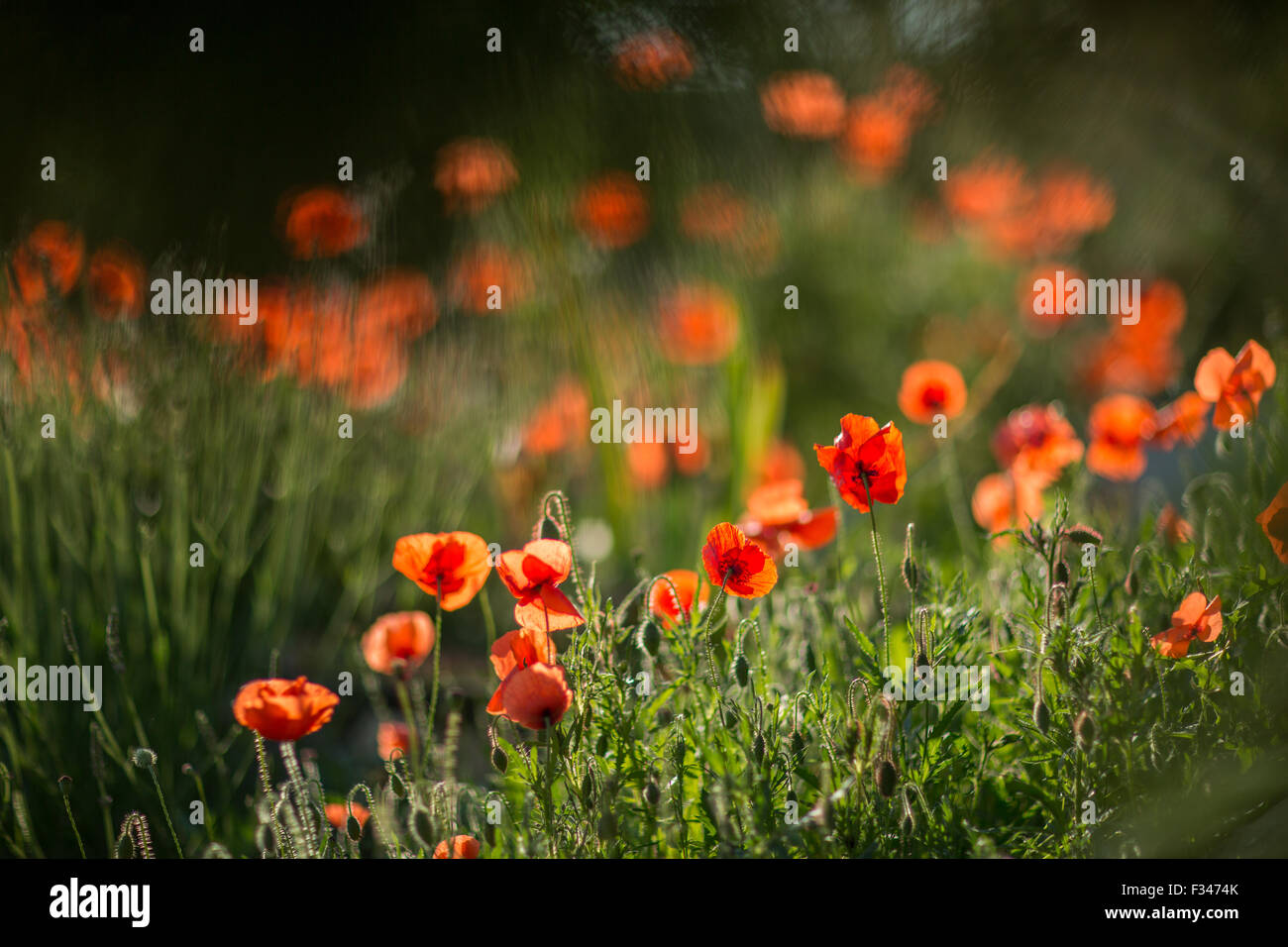 Mohn, Pays de Bergerac, Périgord, Dordogne, Aquitaine, Frankreich Stockfoto