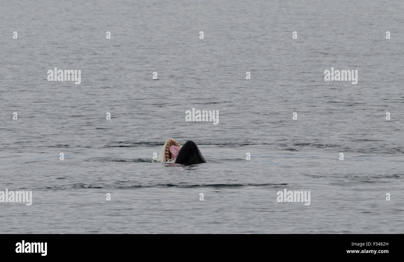 Gähnt ein Schwertwal (Orcinus Orca) an der Oberfläche der Icy Strait enthüllt, dass es tatsächlich ein Zahnwal Wal Southeast Alaska, A Stockfoto