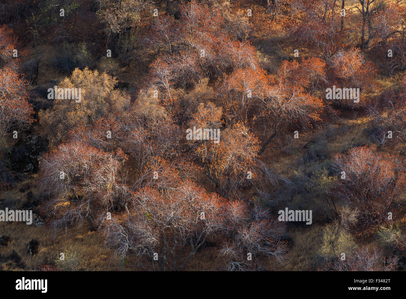 Buckeye Bäume fangen spätere am Nachmittag Licht, Sequoia Nationalpark, Kalifornien, USA Stockfoto