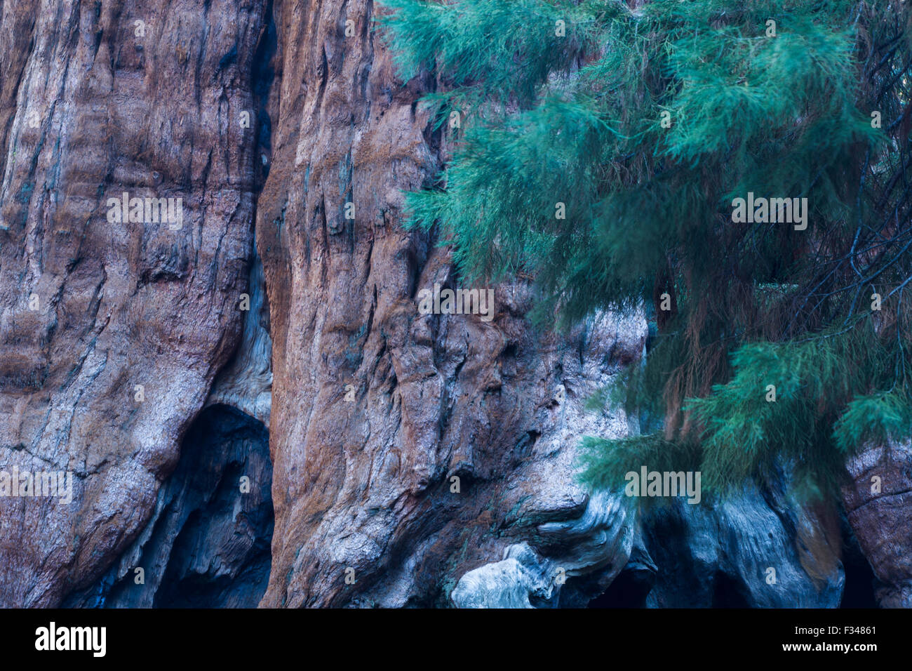 gigantischen Sequoia Bäumen im Sequoia Nationalpark, Kalifornien, USA Stockfoto