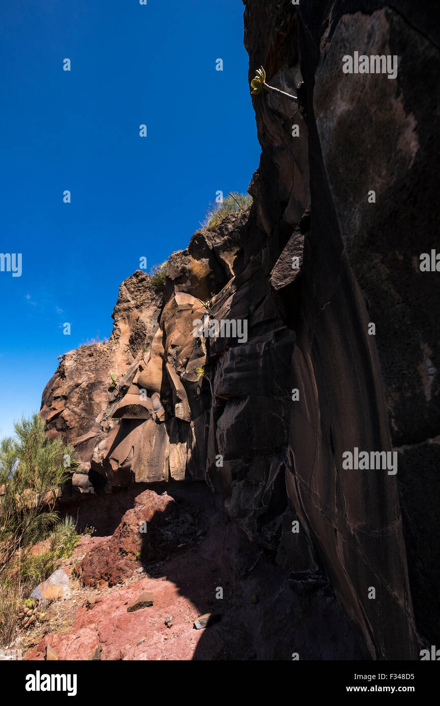 Basalt Felswand auf Klippen über Arguayo auf Teneriffa, mit Aeonium und andere einheimischen Pflanzen aus den Rissen in den Felsen wachsen. Stockfoto