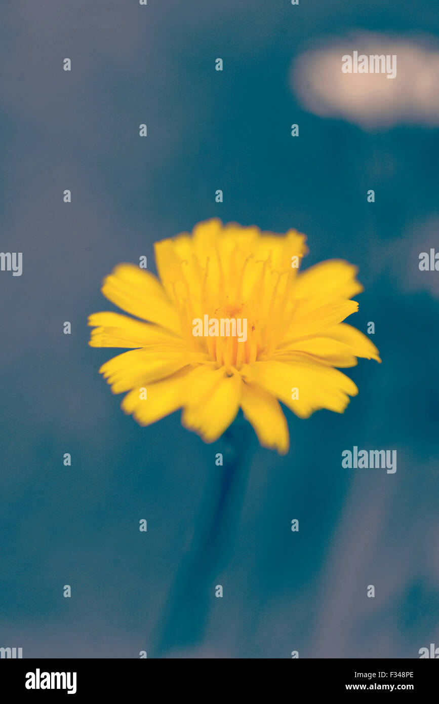 Leuchtend gelbe Blüte auf Unschärfe Hintergrund mit Vintage Filterwirkung. Stockfoto
