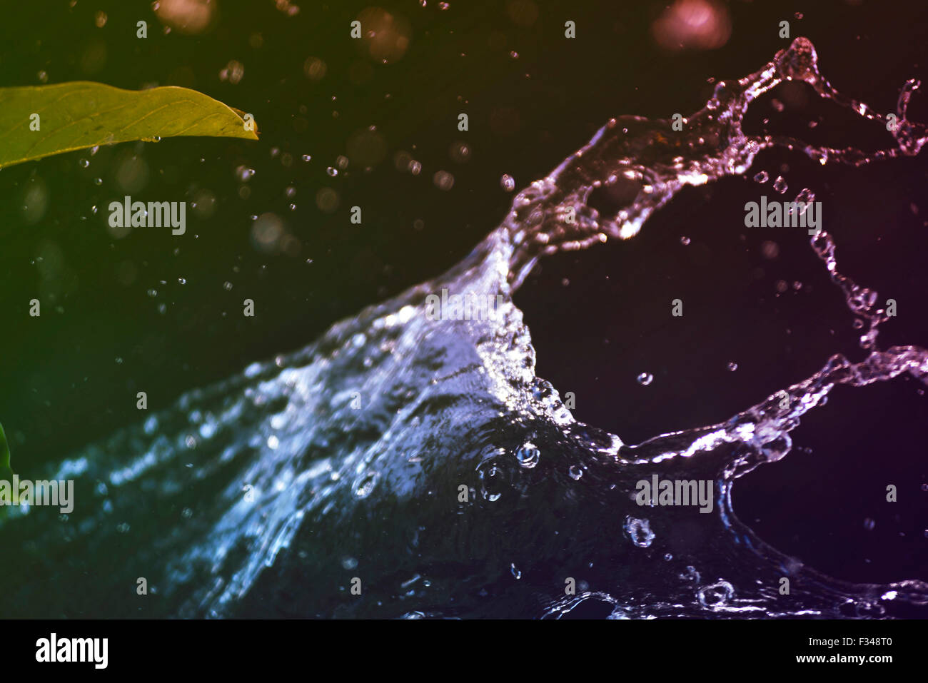 Sommer-Spritzwasser mit Farbe Licht und Pflanze Blatt auf schwarzem Hintergrund. Stockfoto