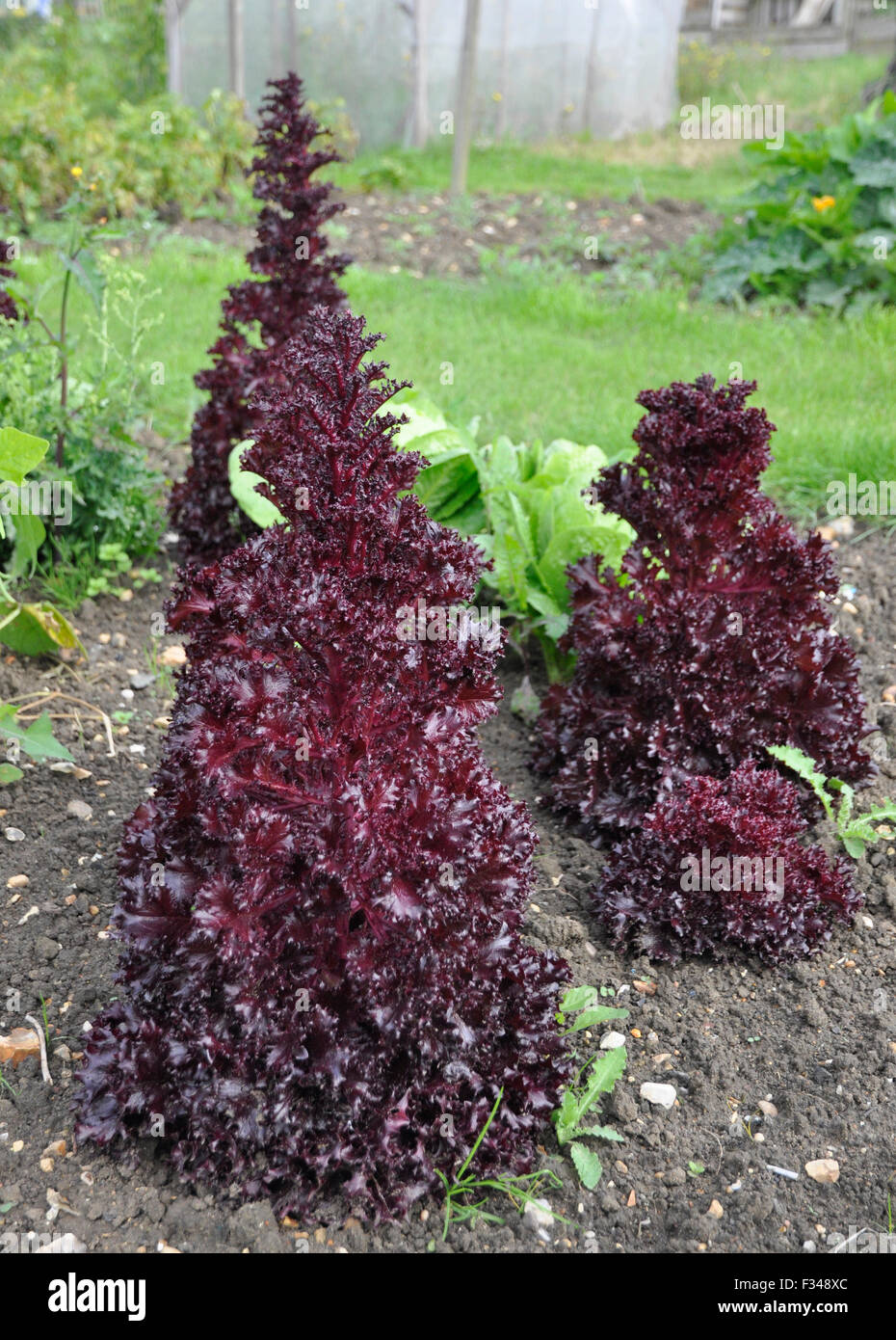 Lollo rosso Stockfoto