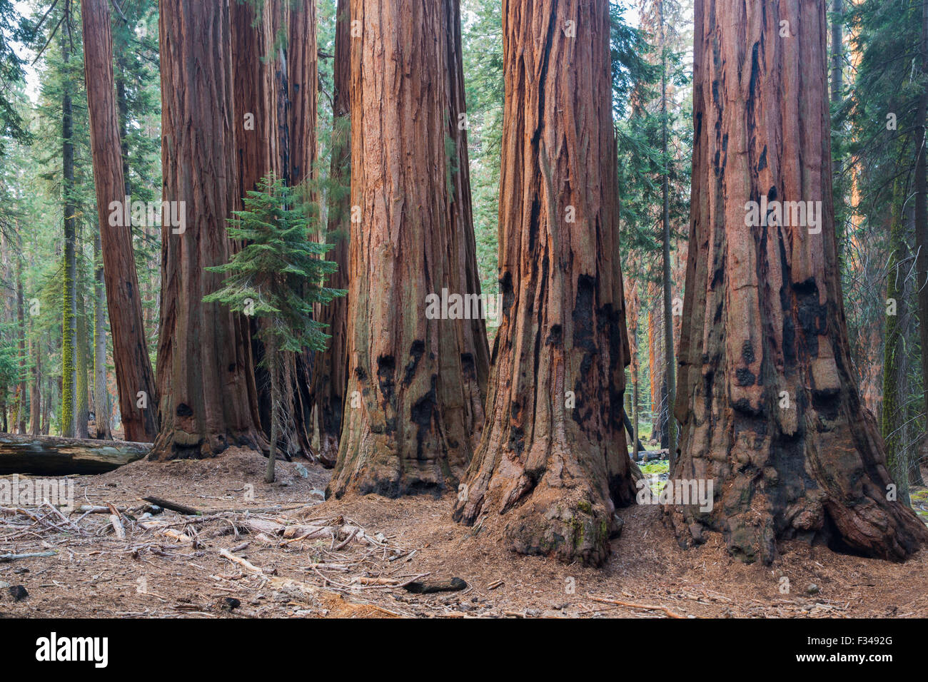 die Haus-Gruppe von gigantischen Sequoia Bäumen auf dem Congress Trail, Sequoia Nationalpark, Kalifornien, USA Stockfoto