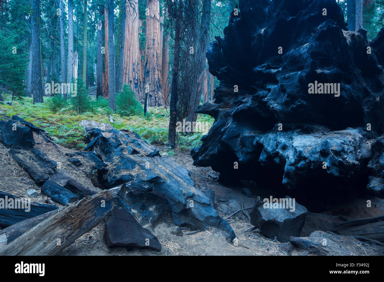 ein gefallenen Riesen Mammutbaum, Sequoia Nationalpark, Kalifornien, USA Stockfoto