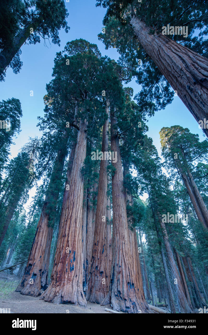 der Senat Gruppe von gigantischen Sequoia Bäumen auf dem Congress Trail im Sequoia Nationalpark, Kalifornien, USA Stockfoto