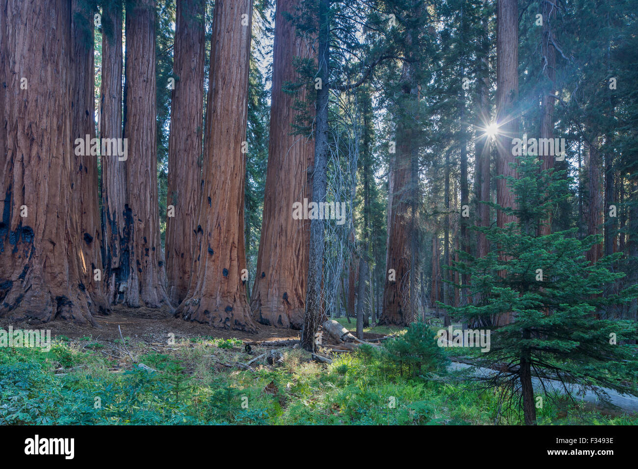 der Senat Gruppe von gigantischen Sequoia Bäumen auf dem Congress Trail im Sequoia Nationalpark, Kalifornien, USA Stockfoto