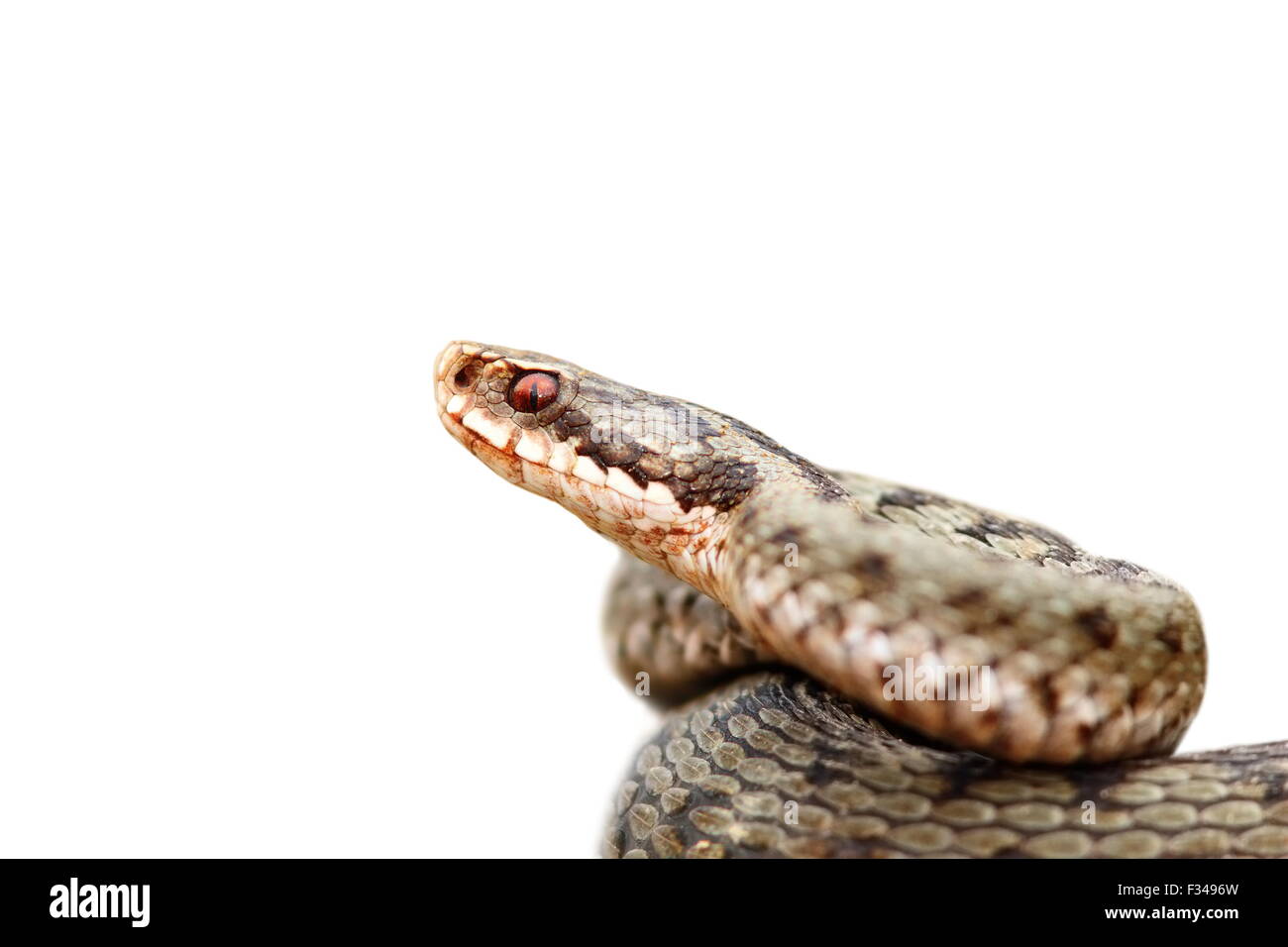 Nahaufnahme von isolierten europäischen Kreuzotter (Vipera Berus, weiblich) Stockfoto