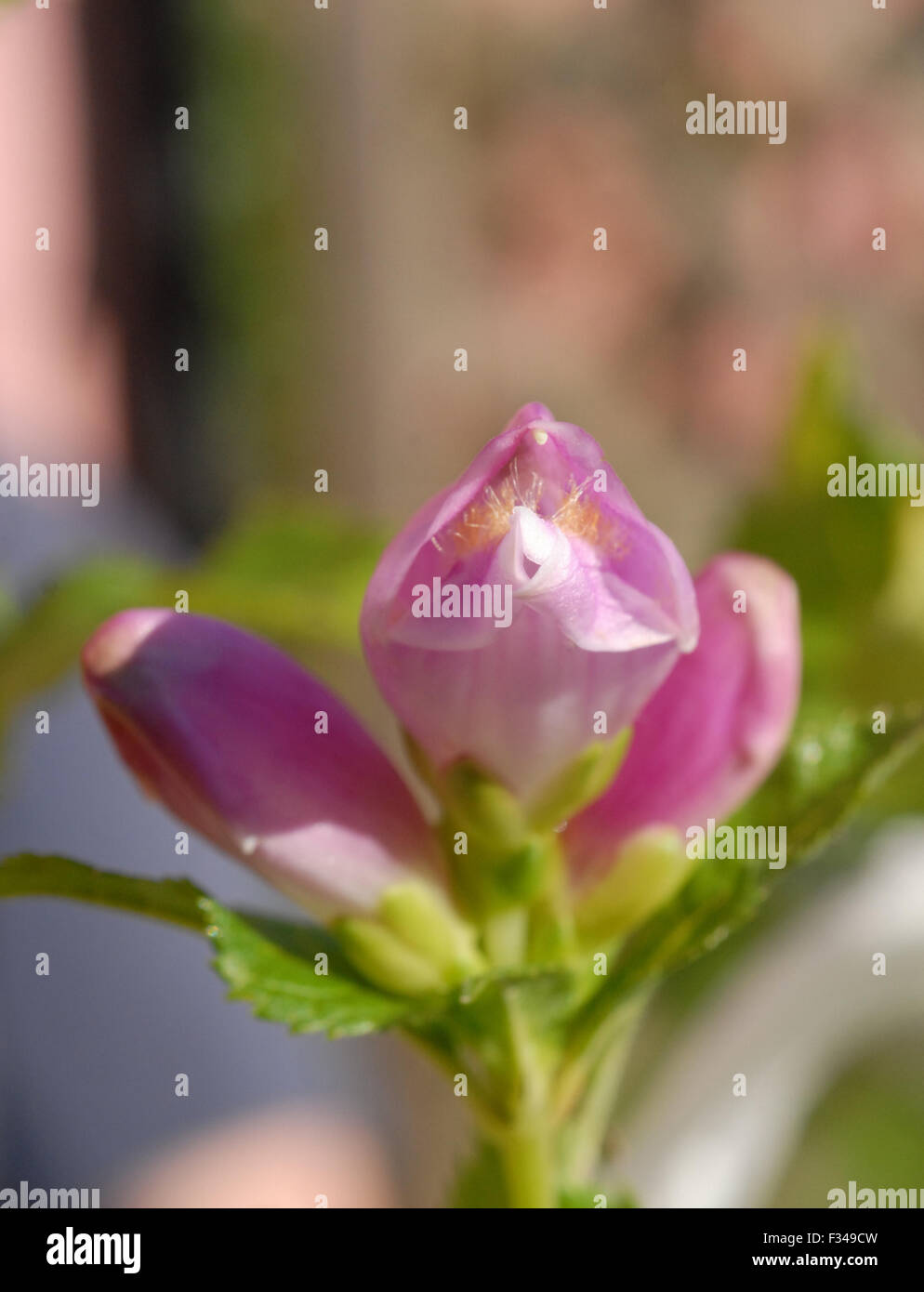 Chelone Obliqua, Schildkrötenkopf Blume Stockfoto