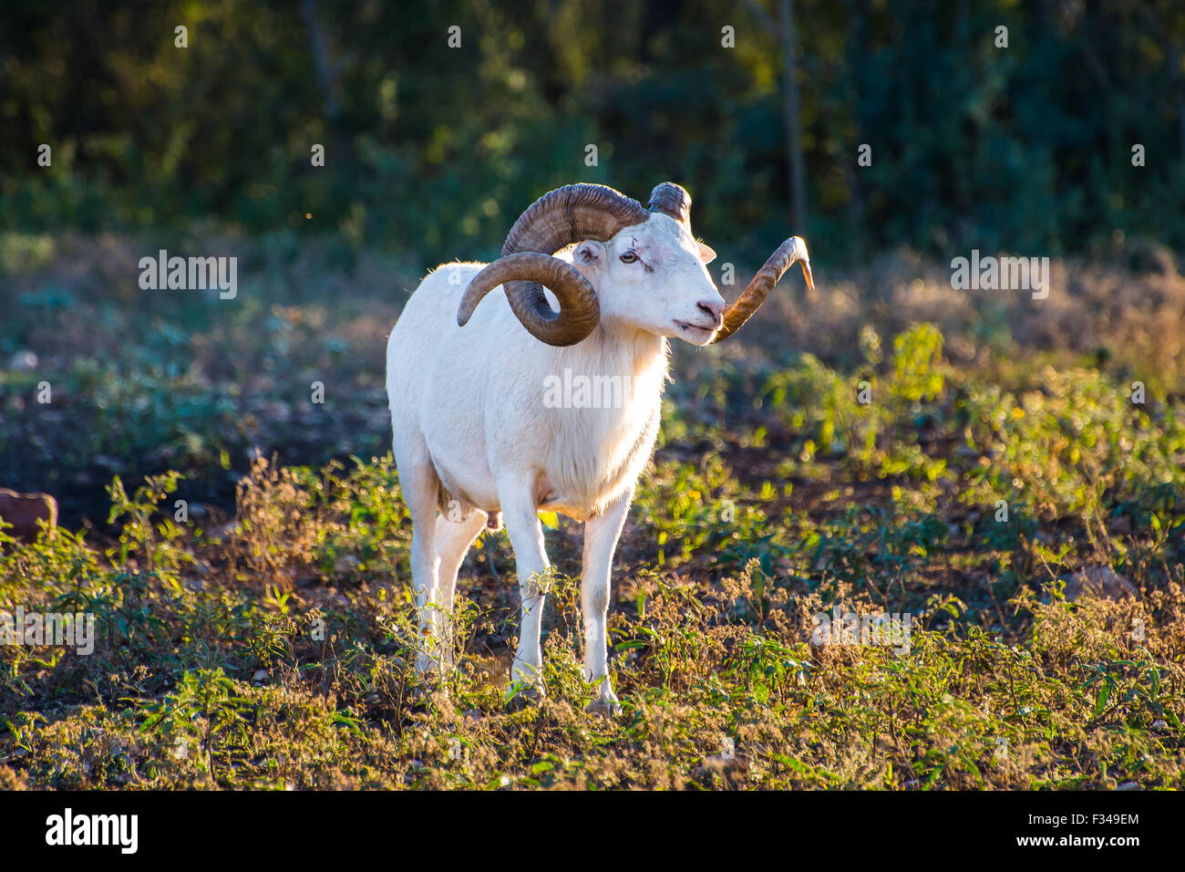 Texas Dallschafe Ram stand groß auf der Suche nach rechts Stockfoto