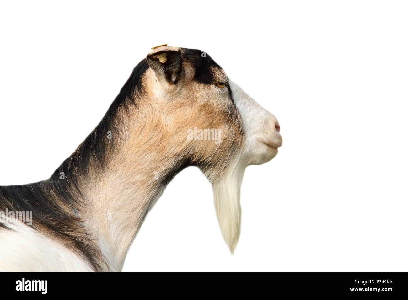 Porträt einer gesprenkelte Ziege isoliert auf weißem Hintergrund Stockfoto