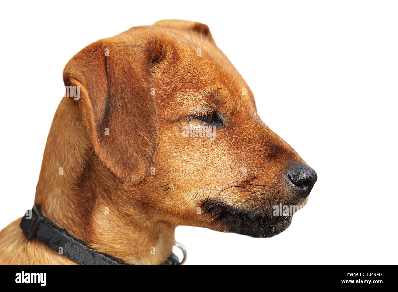 kleine Welpen Porträt isoliert auf weißem Hintergrund Stockfoto