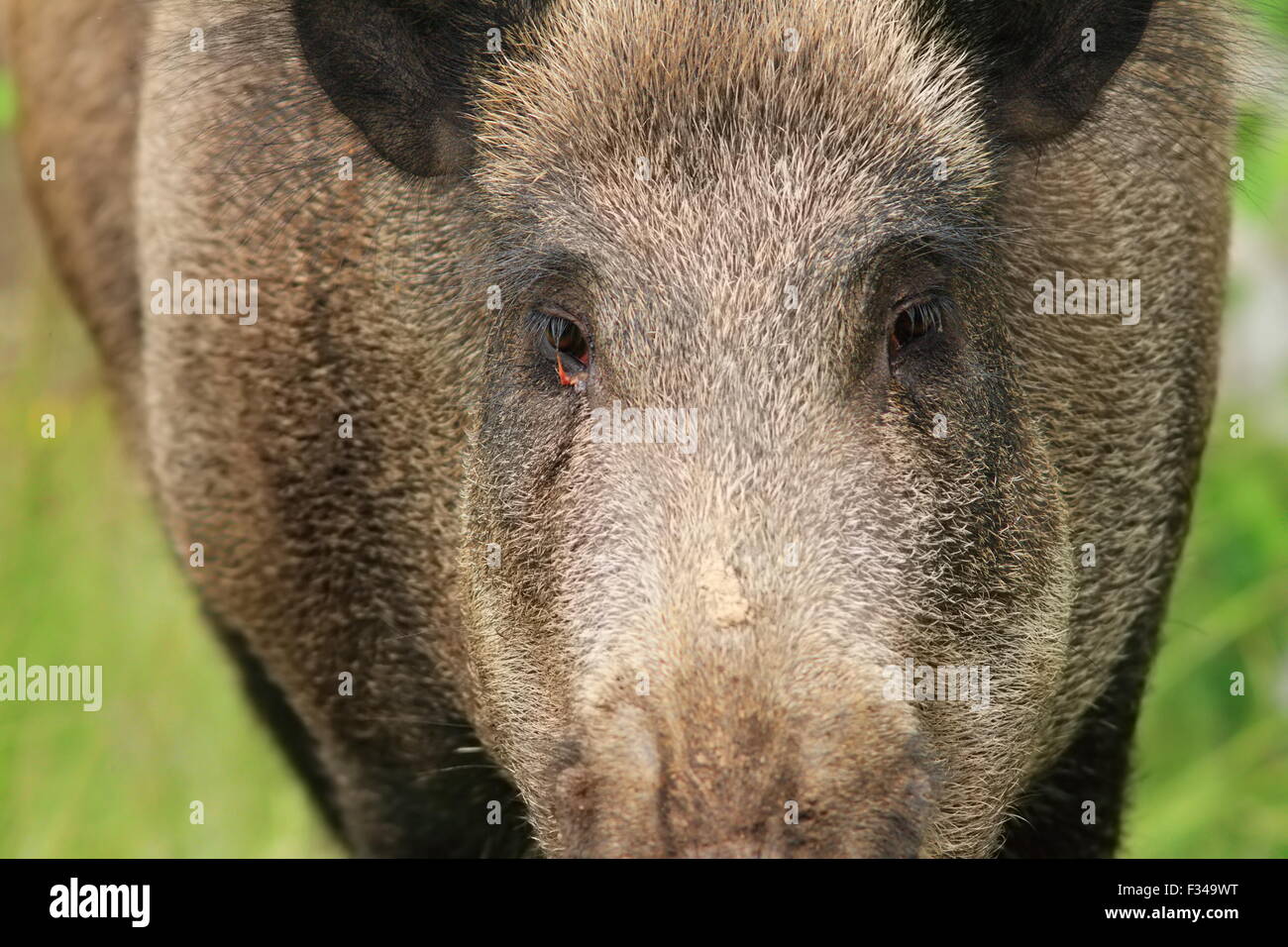 Wildschwein-Porträt beim Betrachten der Kamera (Sus Scrofa) Stockfoto