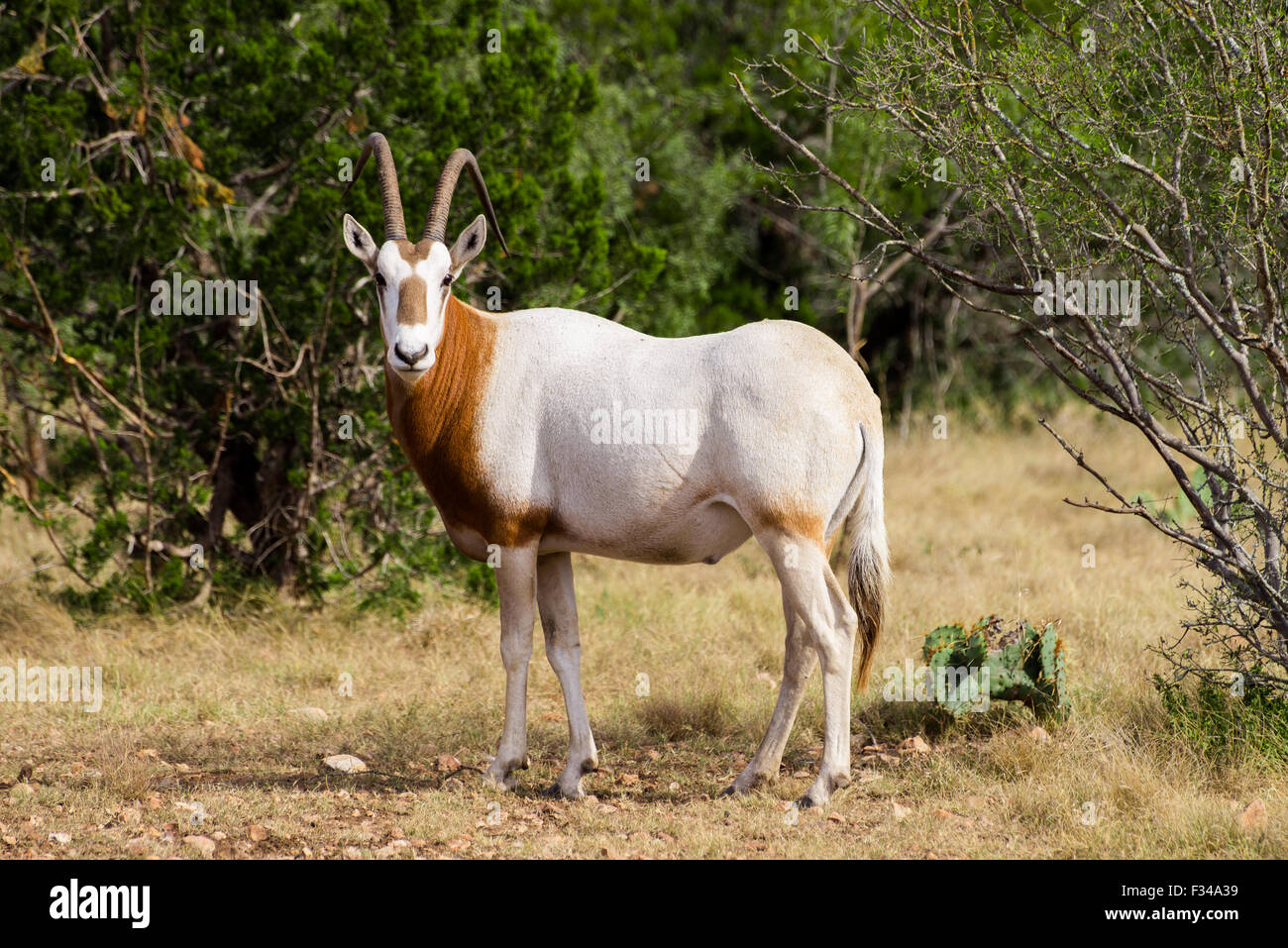 Breitseite Blick auf ein Scimitar-gehörnter Oryx vor der Kamera Stockfoto