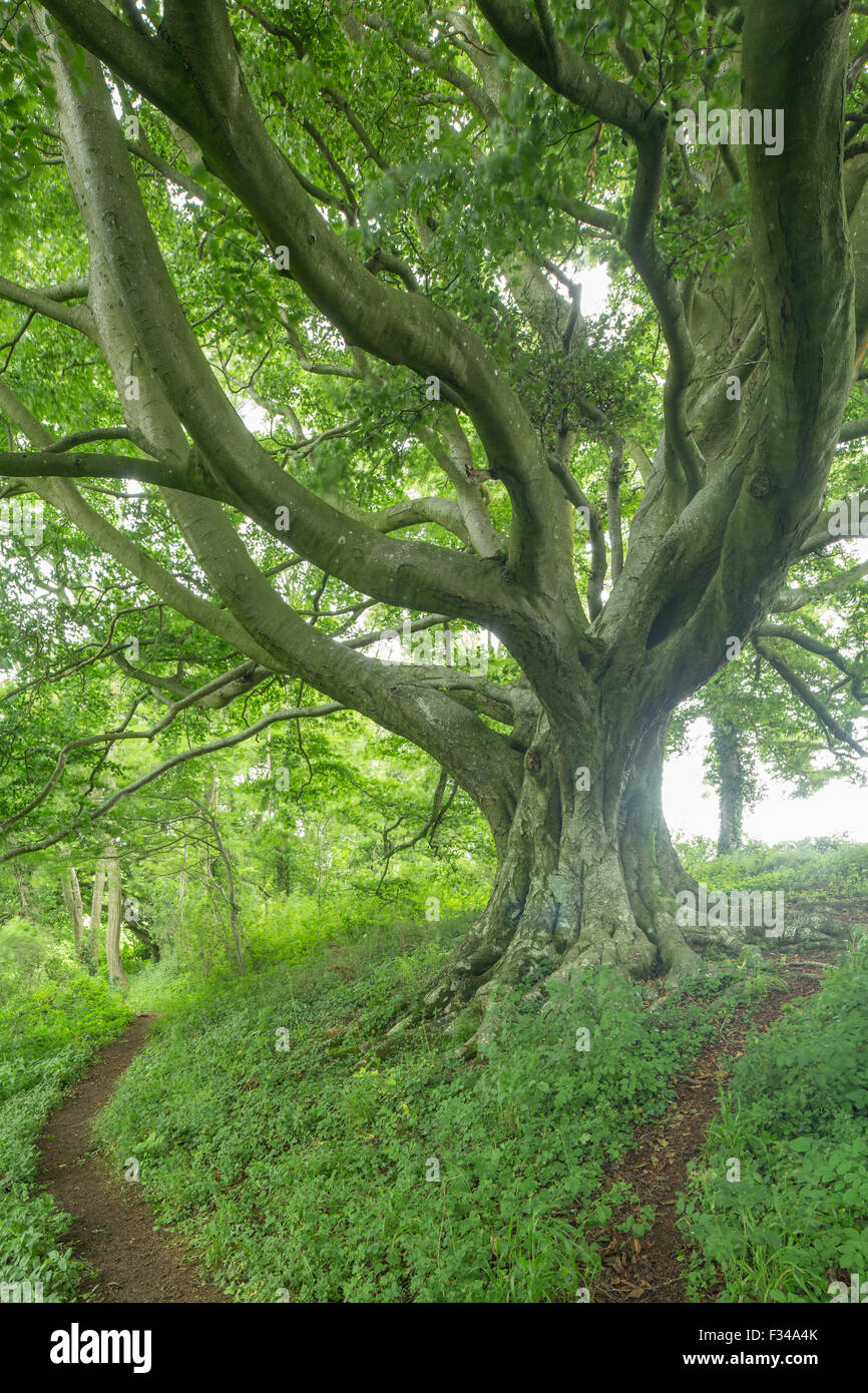Buche Baum, Milborne Wick Woods, Somerset, England, UK Stockfoto