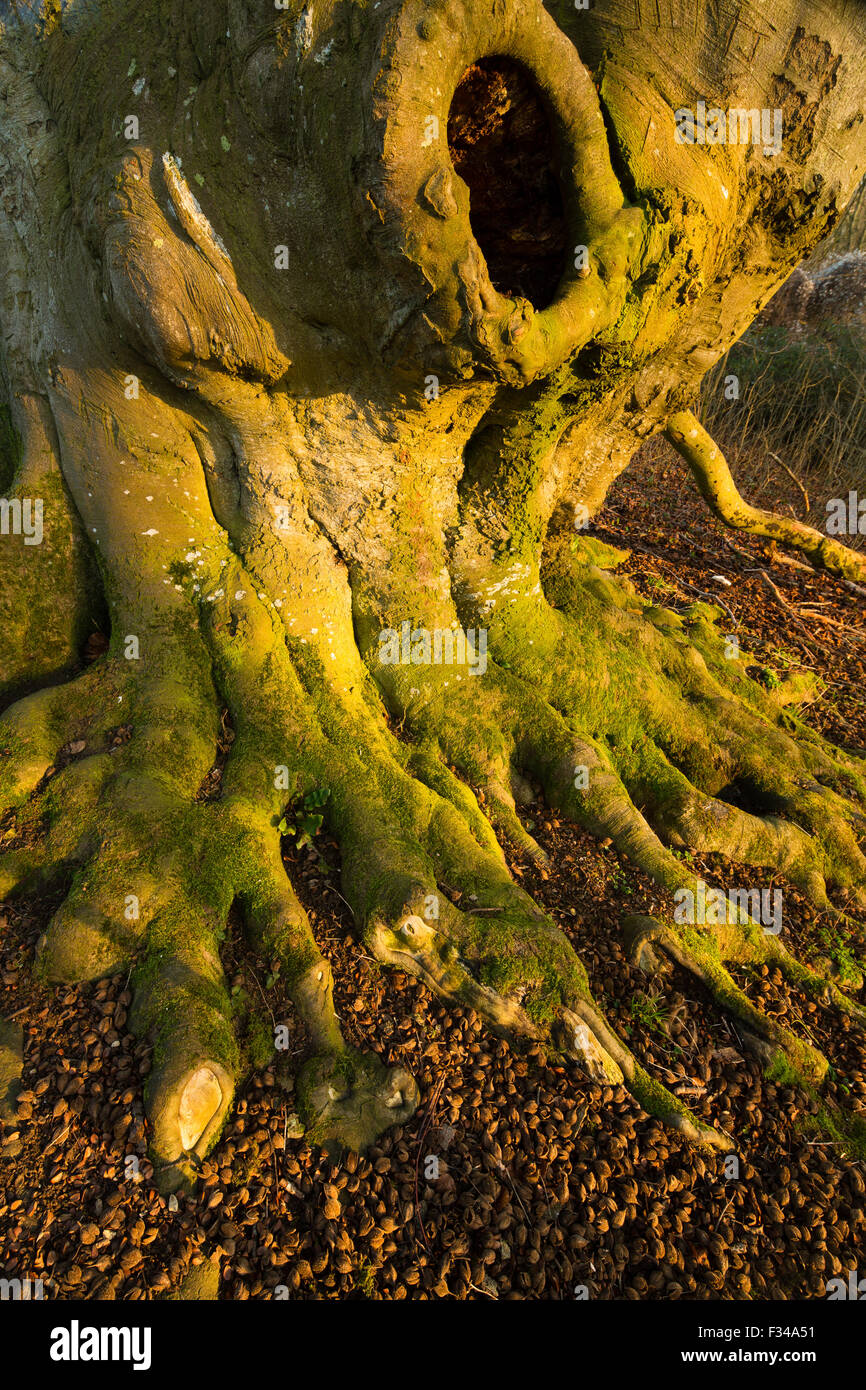 Höheren Wick, Milborne Wick, Somerset, England, Vereinigtes Königreich Stockfoto