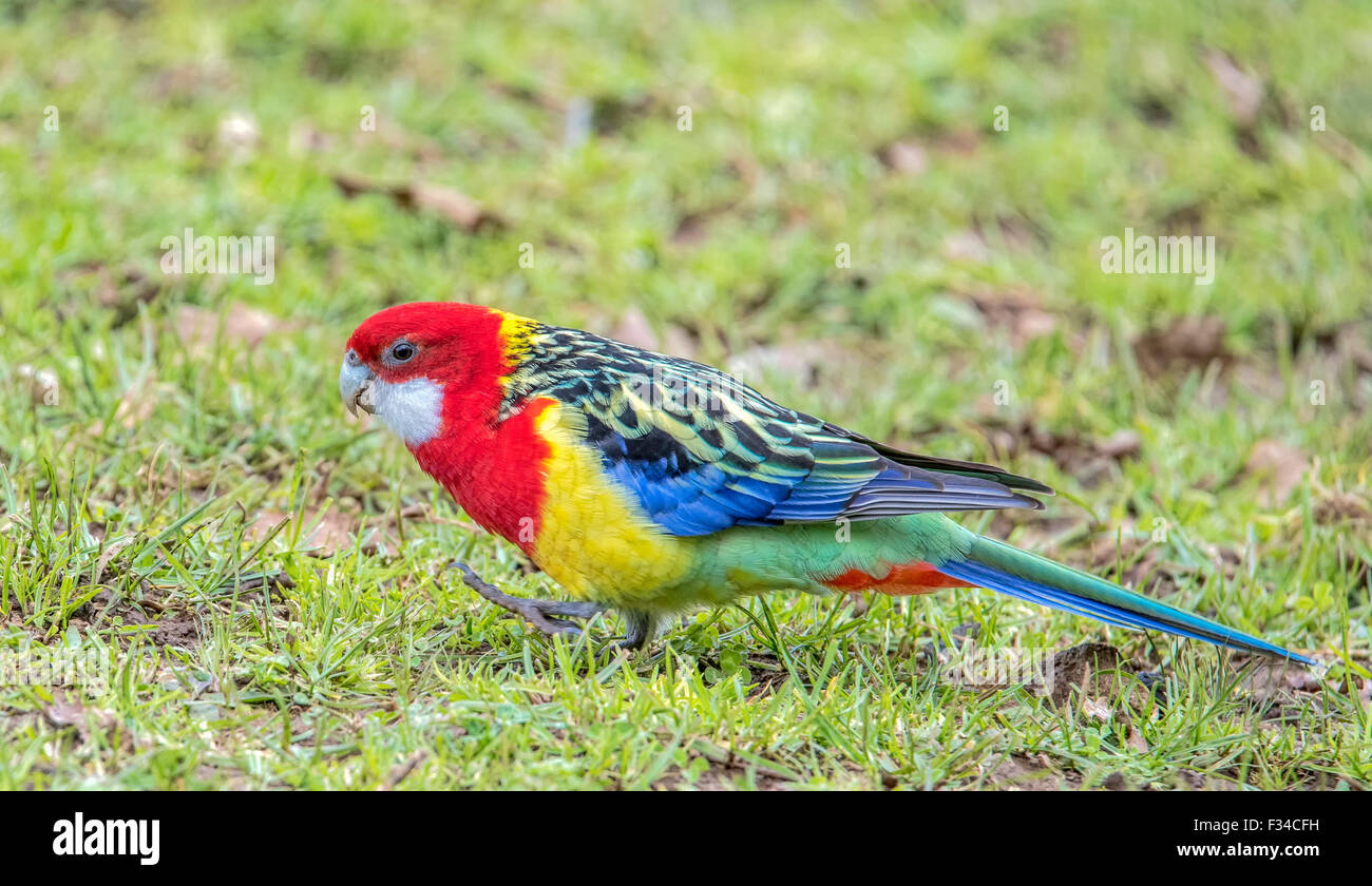 Schönen Pennantsittich Vogel Stockfoto