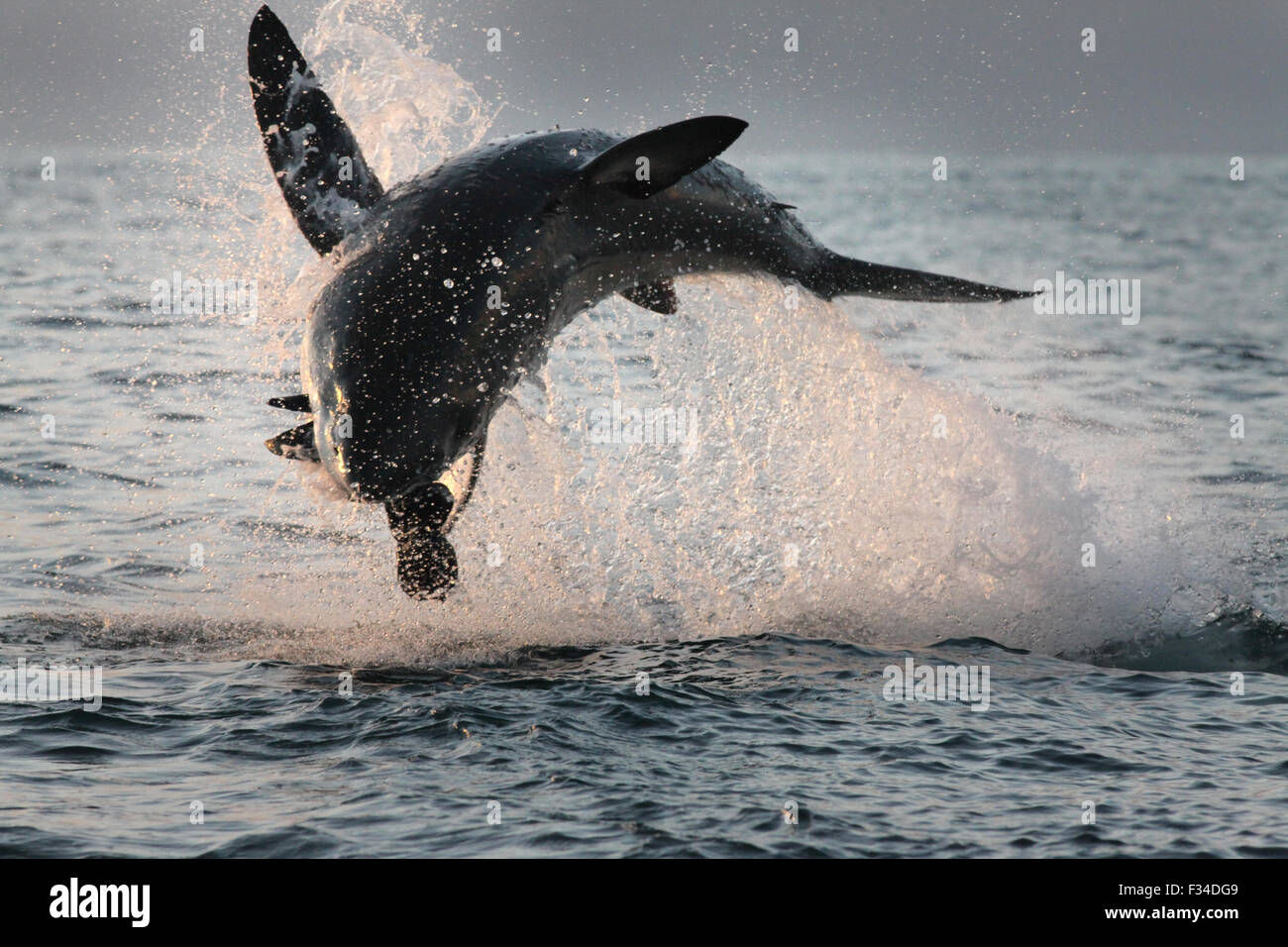 Der weiße Hai verletzt auf Seal Island in False Bay-Südafrika Stockfoto