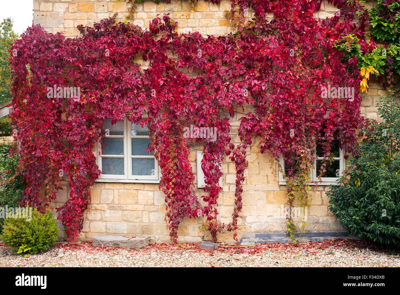 Parthenocissus Quinquefolia. Wildem Wein / amerikanischen Efeu bedeckt ein  Haus in den Cotswolds, Gloucestershire, UK Stockfotografie - Alamy