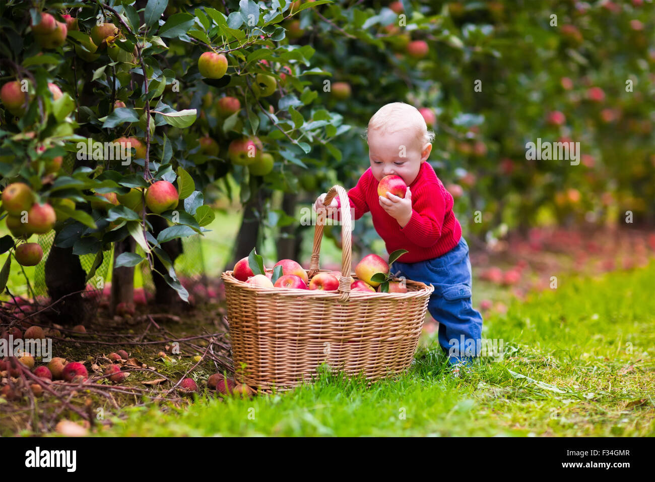 Entzuckende Baby Junge Ernte Frische Reife Apfel Im Obstgarten