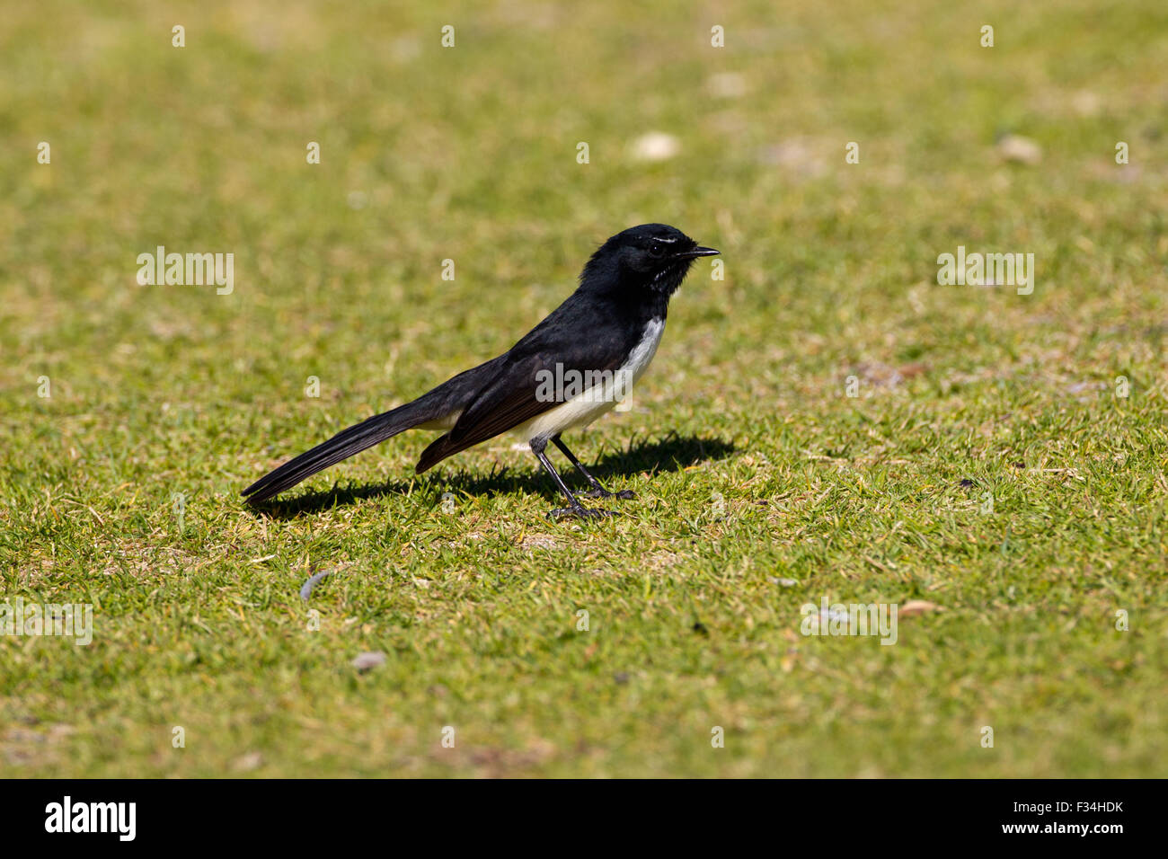 Willie Wagtail (Rhipidura Leucophrys), Coogee Beach, Perth, Western Australia Stockfoto