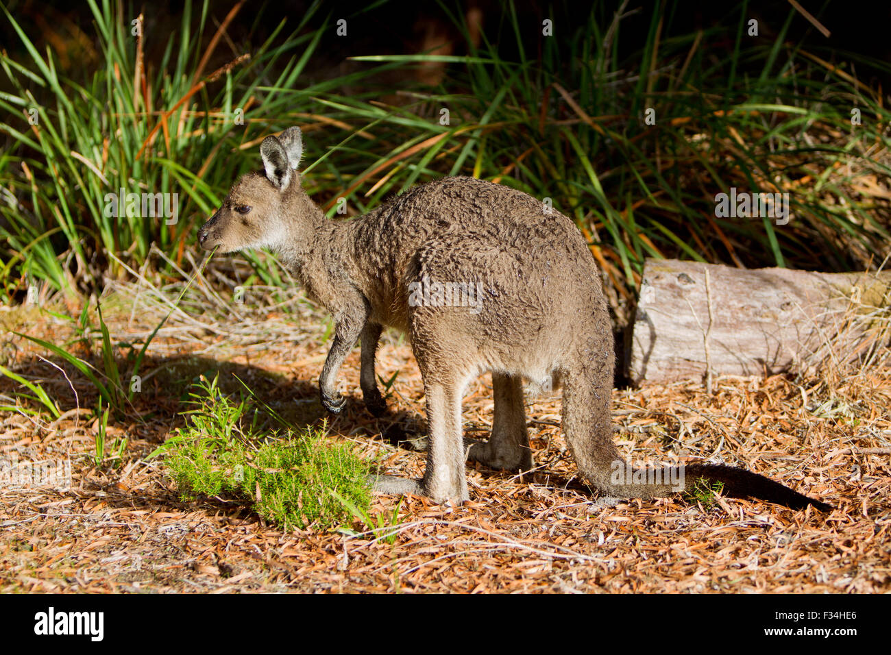 Westliche graue Känguru (Macropus Fuliginosus) Walpole, Westaustralien Stockfoto