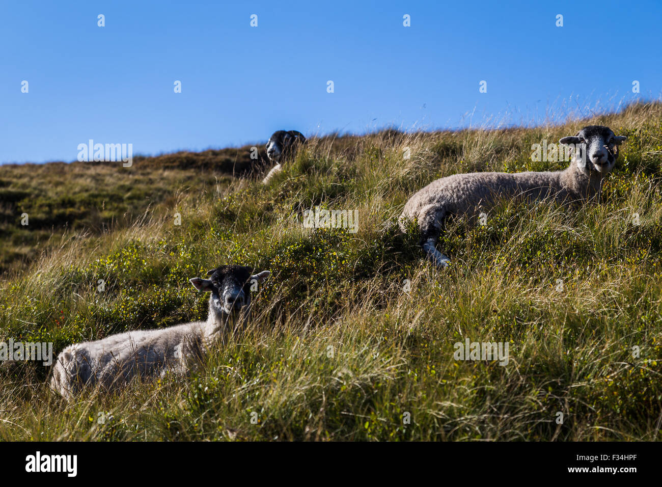 Trio von Schafen gesehen liegen in der Sonne auf einem Hügel im Peak District. Stockfoto