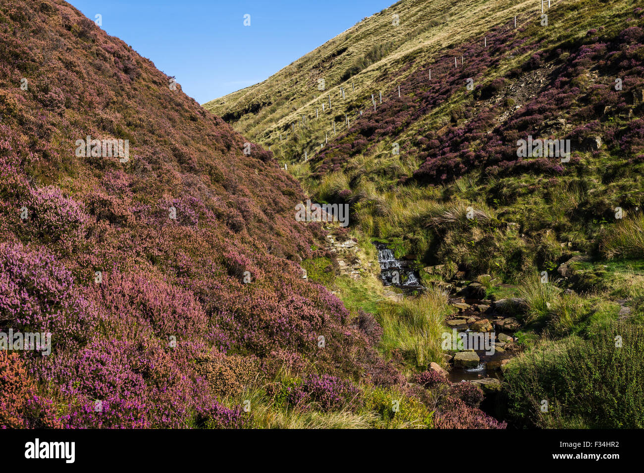 Steilen Hügel auf den Peak District bedeckt in hübschen Heidekraut. Stockfoto