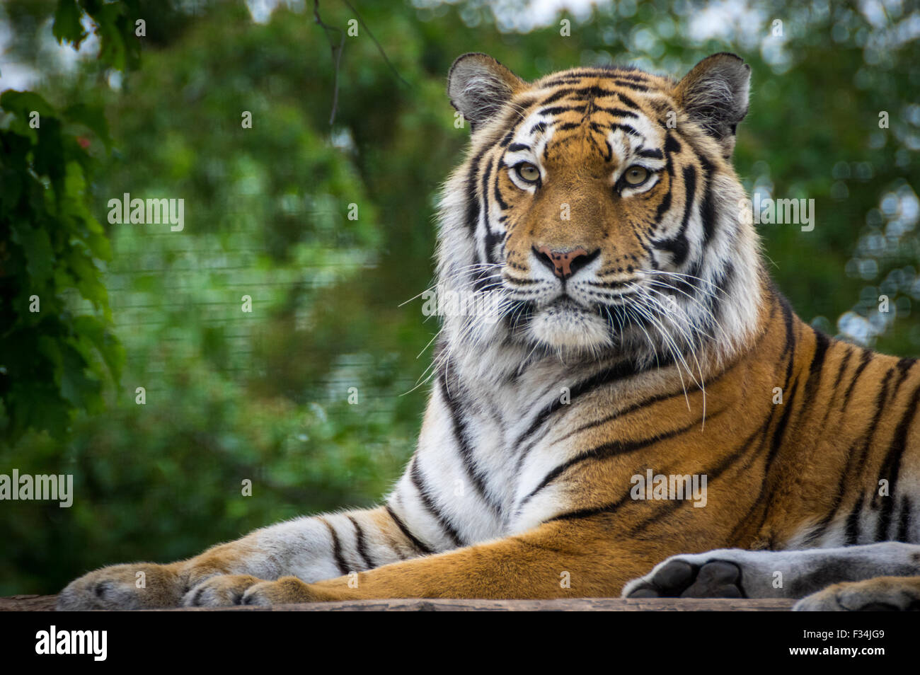 Entspannung im Wiener Zoo Tiger Stockfoto