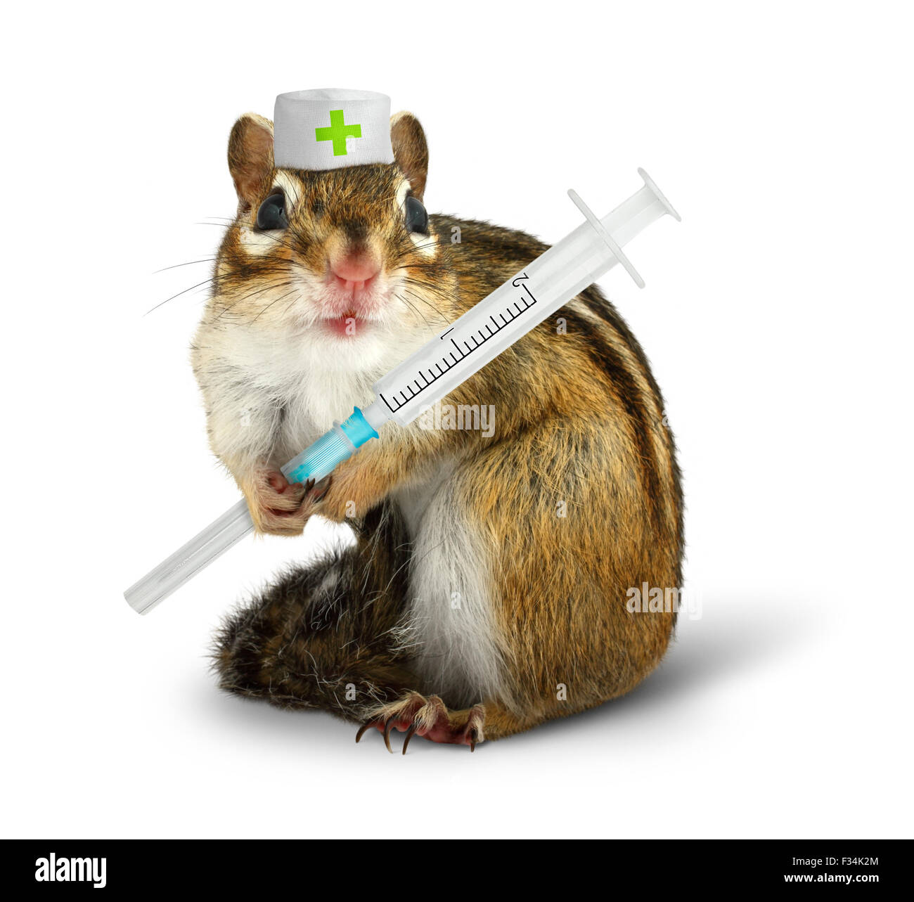Tierarzt-Konzept, lustige Eichhörnchen mit Spritze und Doktor Hut auf weiß Stockfoto
